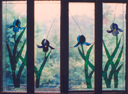 Iris in shutters